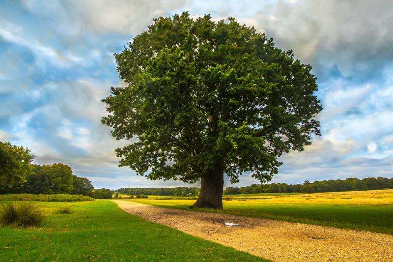 Ein einsamer Baum. Puzzlespiel online