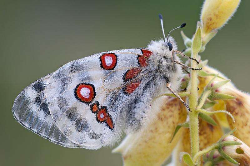 Motýl Apolla. skládačky online