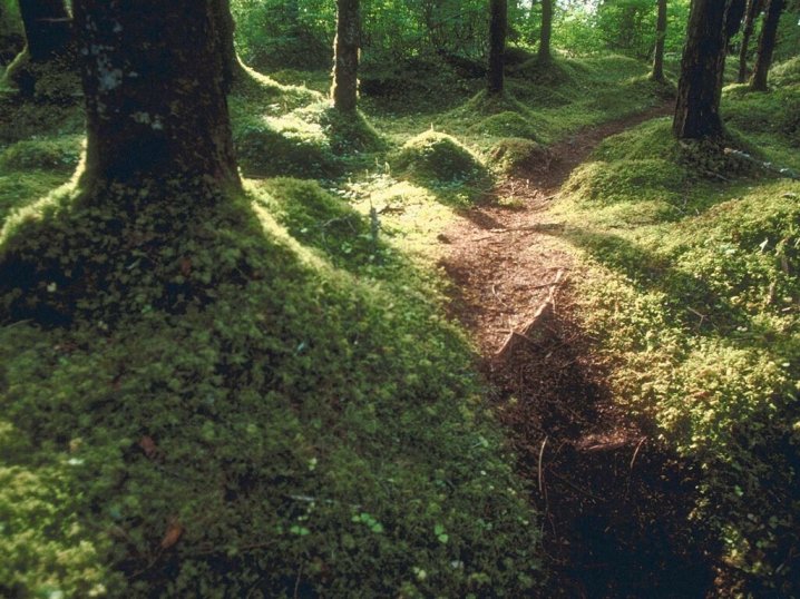 mossy forest jigsaw puzzle online
