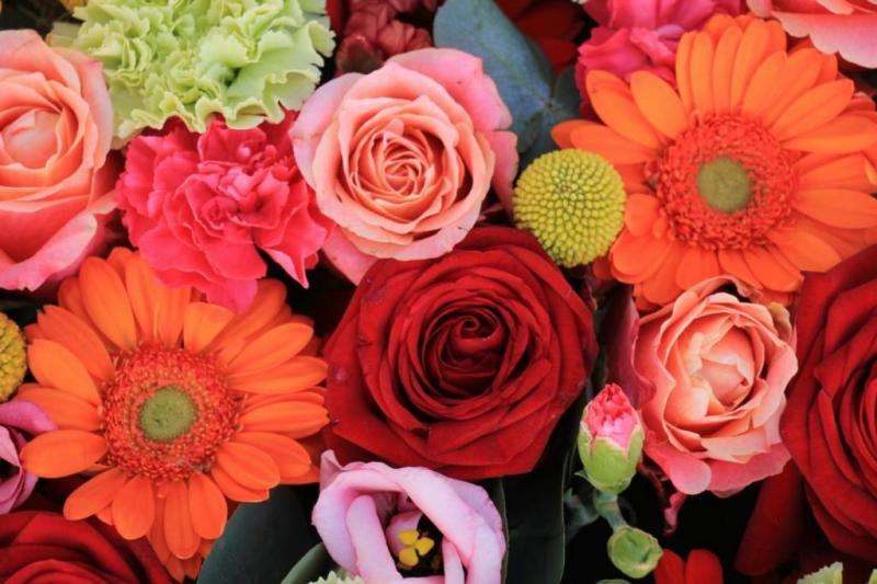 Květiny, čajová růže online puzzle