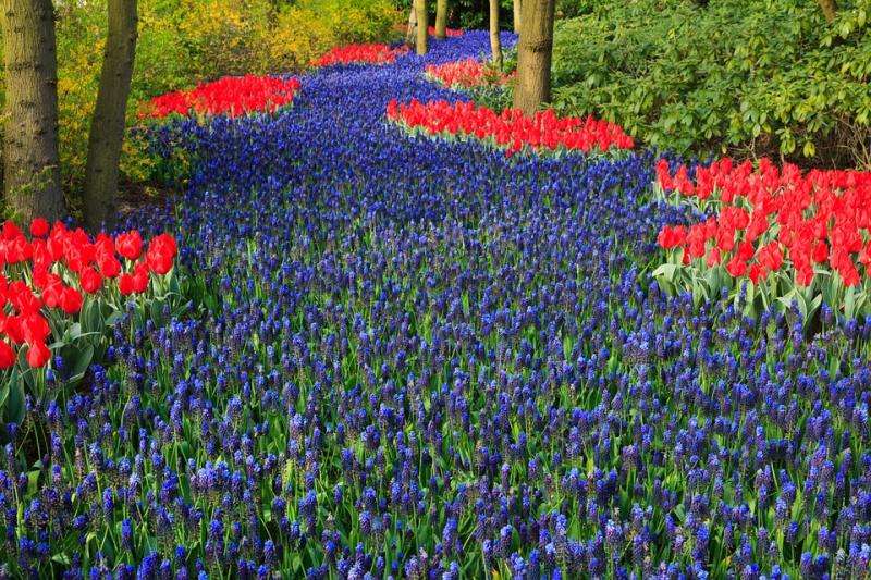 A floral path. online puzzle