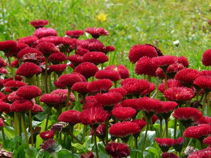 Red daisies. online puzzle