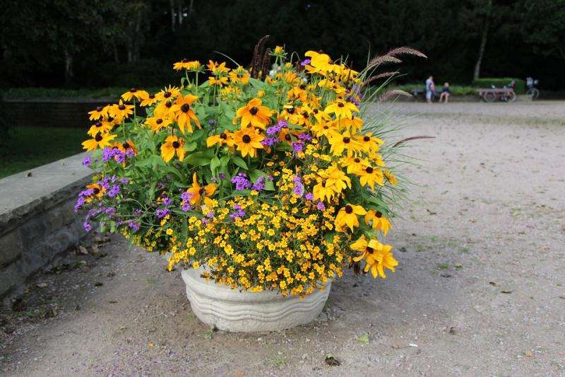 Trávník barevných květin. skládačky online