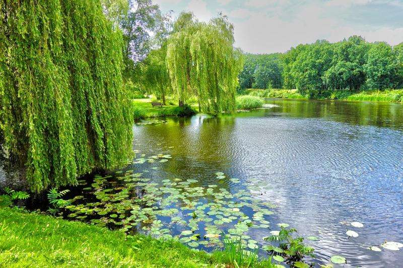 Weeping willows at the pond. online puzzle