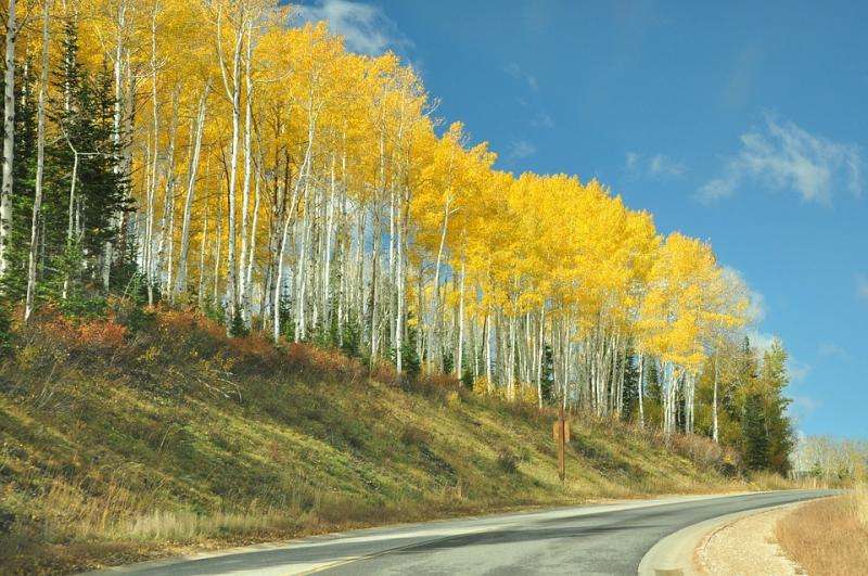 Birches at the road. online puzzle