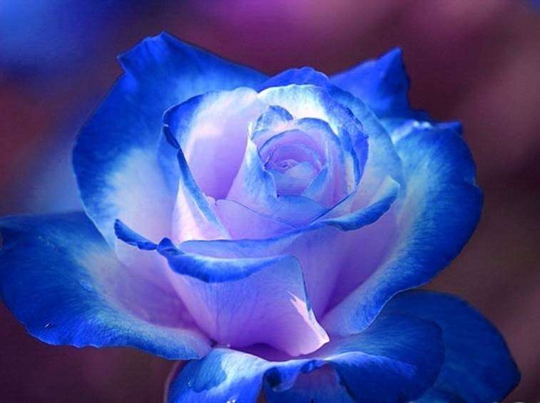 bílá a modrá růže skládačky online
