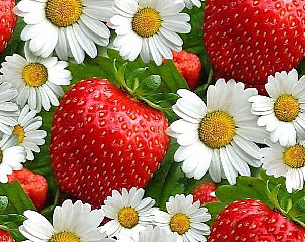 Blumen und Erdbeeren Online-Puzzle