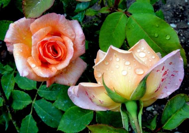 Due rose, rosa tea puzzle online