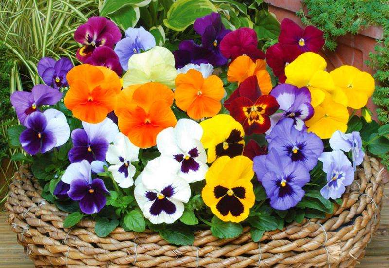 Kleurrijke viooltjes. online puzzel