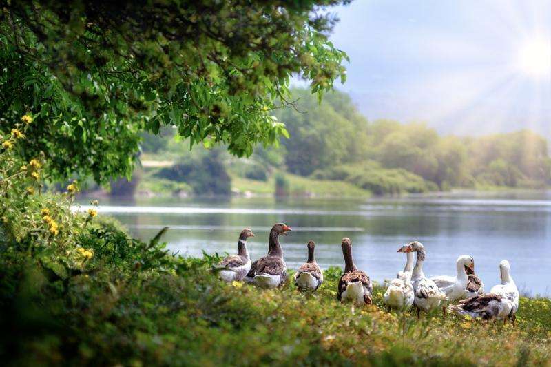 Geese at the pond. online puzzle