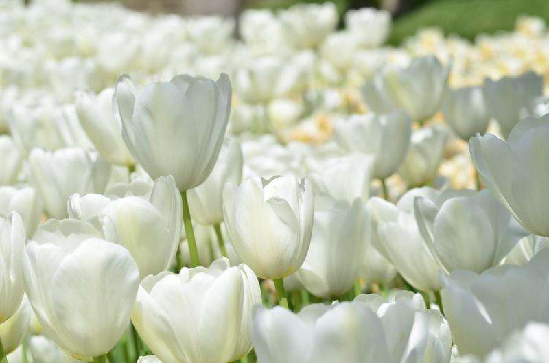 Weiße Tulpen. Puzzlespiel online