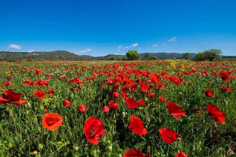 Field full of poppies. online puzzle