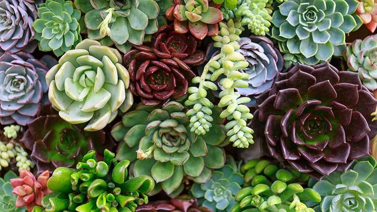 Succulents Online-Puzzle