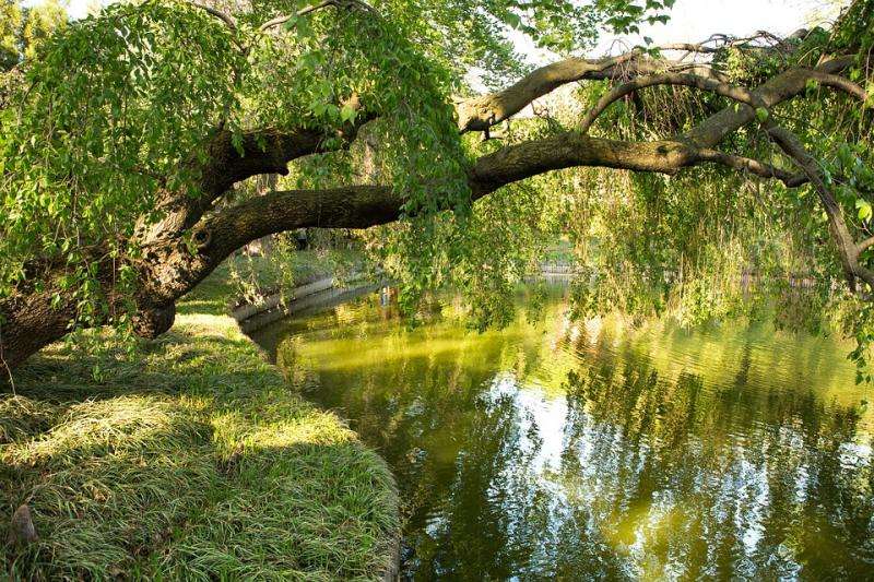 Baum am Teich. Online-Puzzle