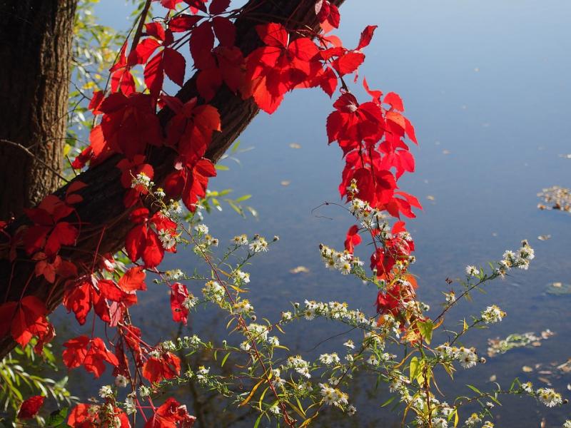 Röda blad ovanför vattnet. Pussel online