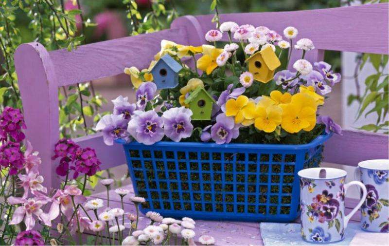 Kleurrijke viooltjes. online puzzel