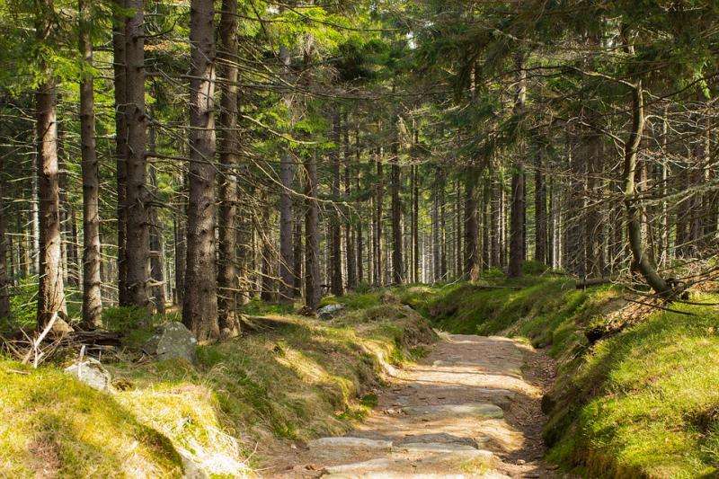Forest Road. jigsaw puzzle online