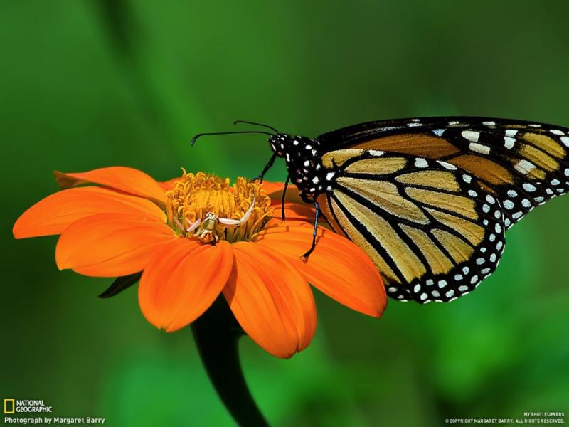 Butterfly. online puzzel