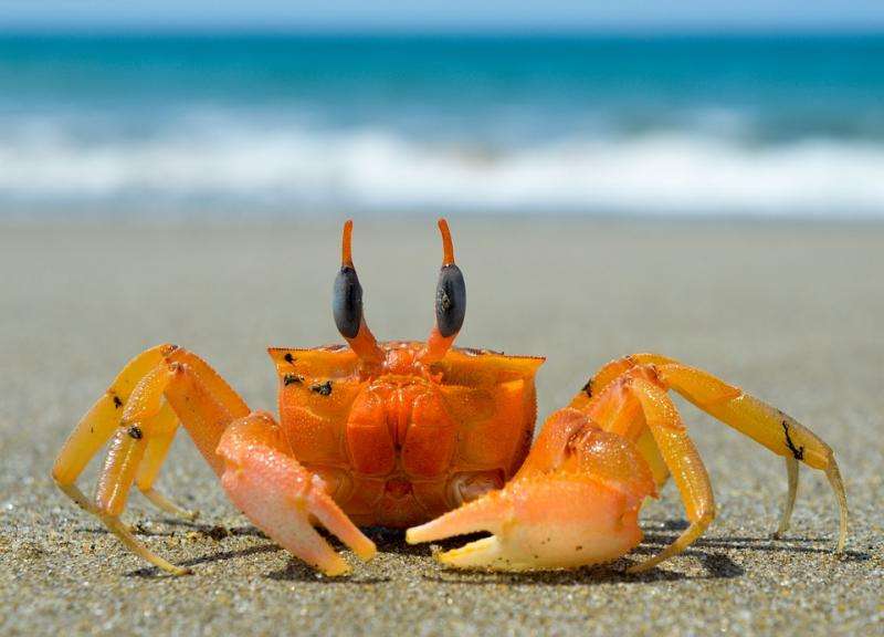 Crabe sur la plage. puzzle en ligne