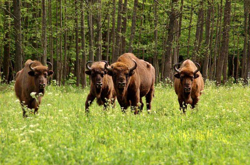 Un troupeau de bisons. puzzle en ligne
