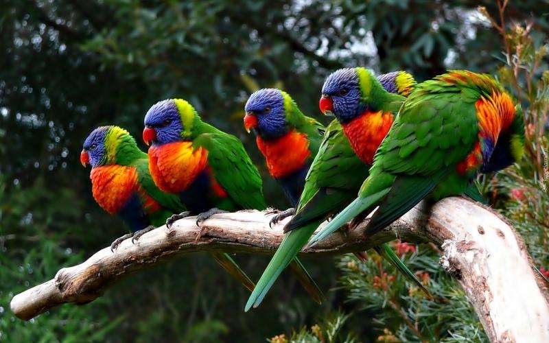 Цветни папагали. онлайн пъзел