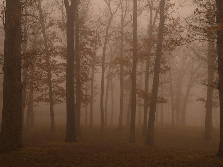 floresta no nevoeiro puzzle online
