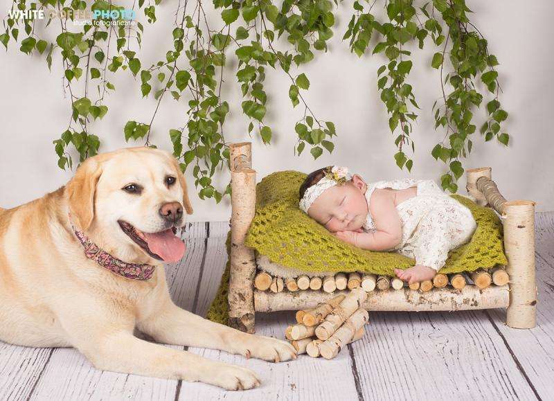 dog and child friend online puzzle