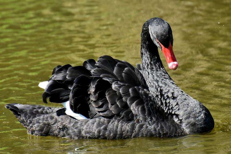 The black Swan. online puzzle