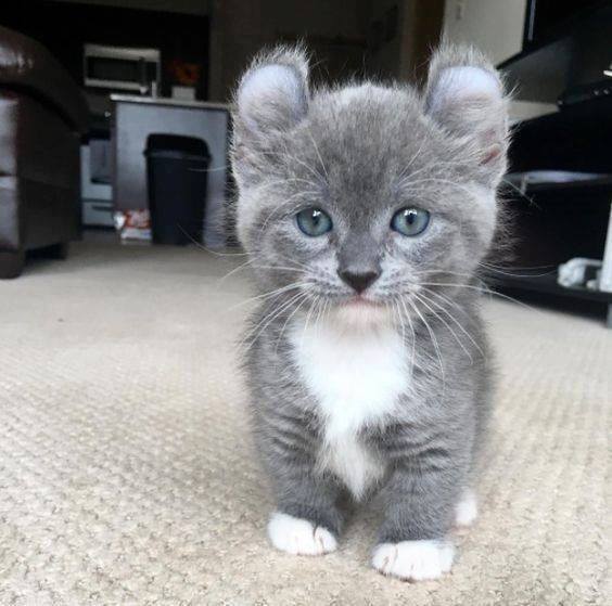 schöne tiere, liebe und süße kitty kats Online-Puzzle