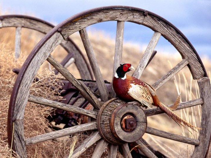 pheasant on the wheel online puzzle