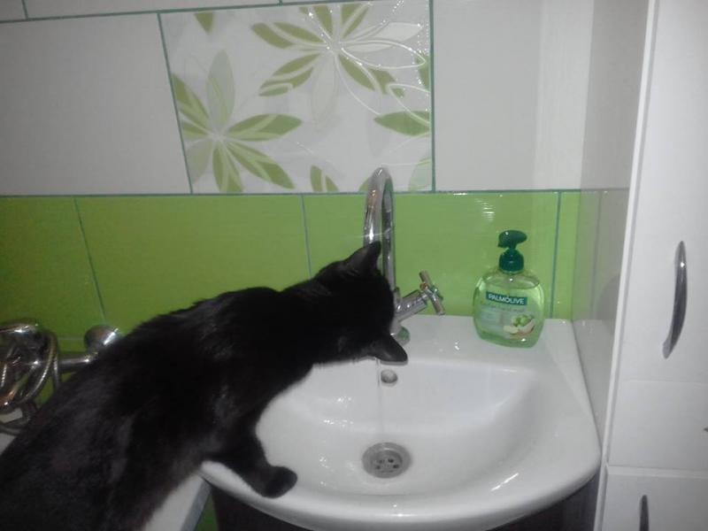 schwarze Katze trinkt Wasser Online-Puzzle