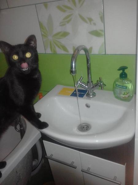 černá kočka pije vodu skládačky online
