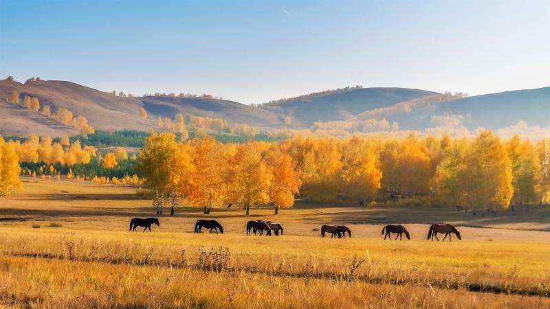 Horses on grazing. jigsaw puzzle online
