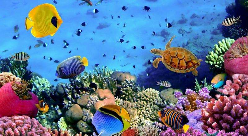 aquarium legpuzzel online