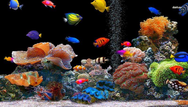 Aquarium Puzzlespiel online