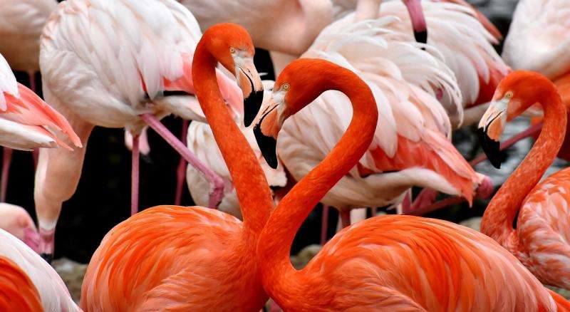 Flamingos pussel på nätet