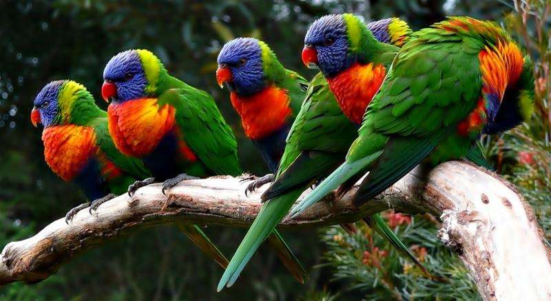 parrots budgerigar online puzzle