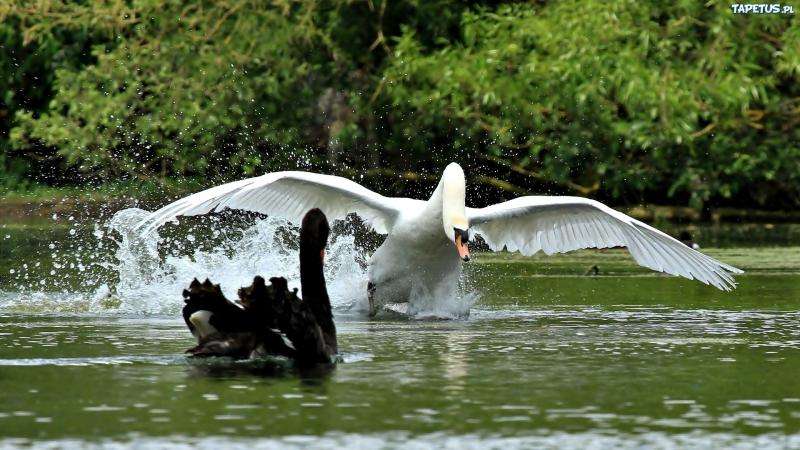 Swans. jigsaw puzzle online