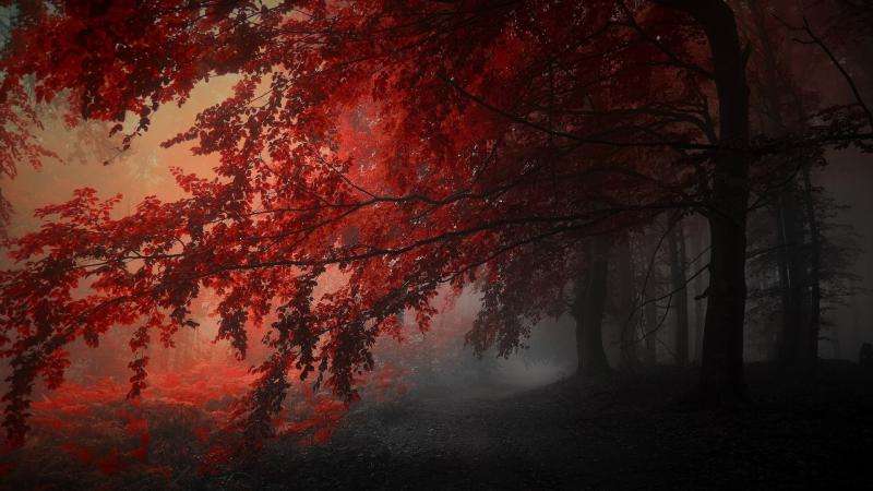 röd-röd skog pussel Pussel online
