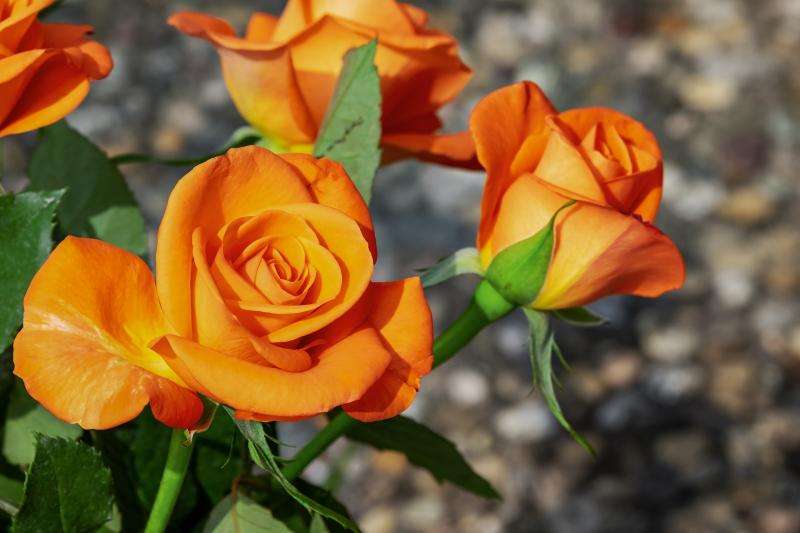 цветя, чаена роза онлайн пъзел