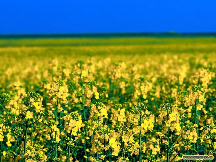rapeseed field online puzzle