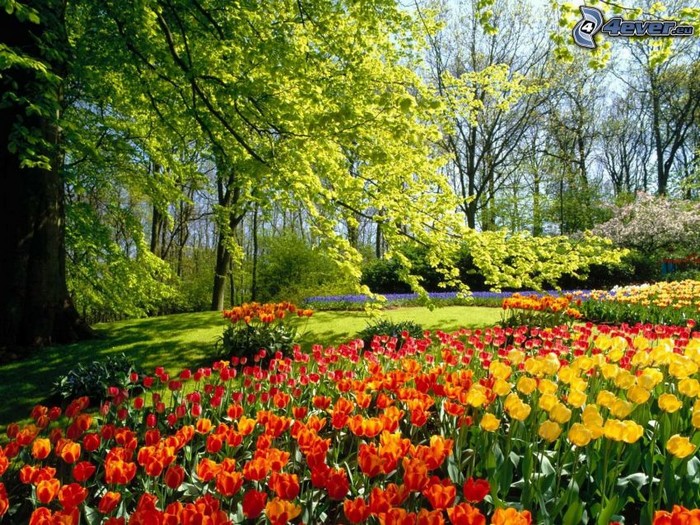tulipány skládačky online
