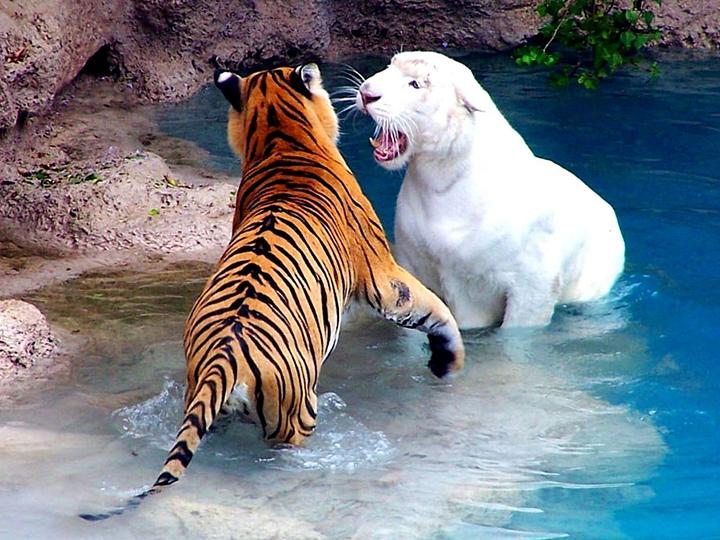 Tigrar. pussel på nätet