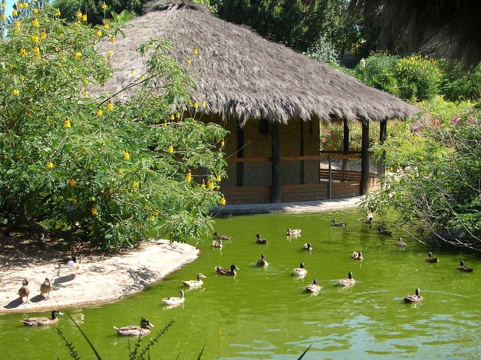 Patos na lagoa. puzzle online