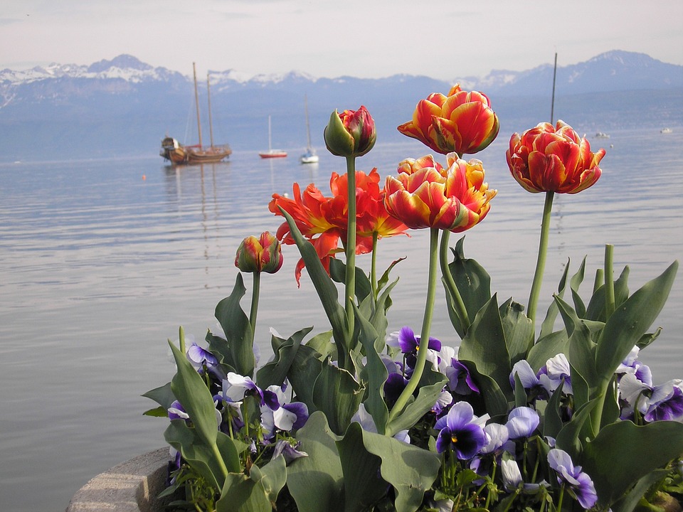 Цветя на Женевското езеро. онлайн пъзел
