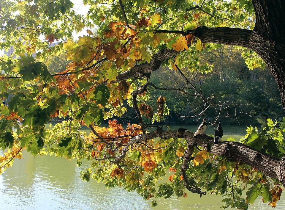 Baum in den Herbstfarben. Puzzlespiel online