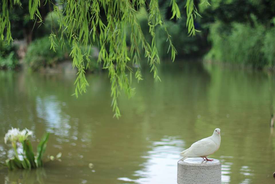 Бял гълъб на фона на езерото. онлайн пъзел