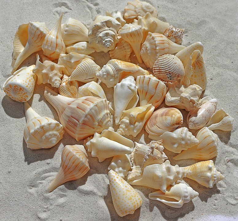 Морские раковины на пляже. онлайн-пазл