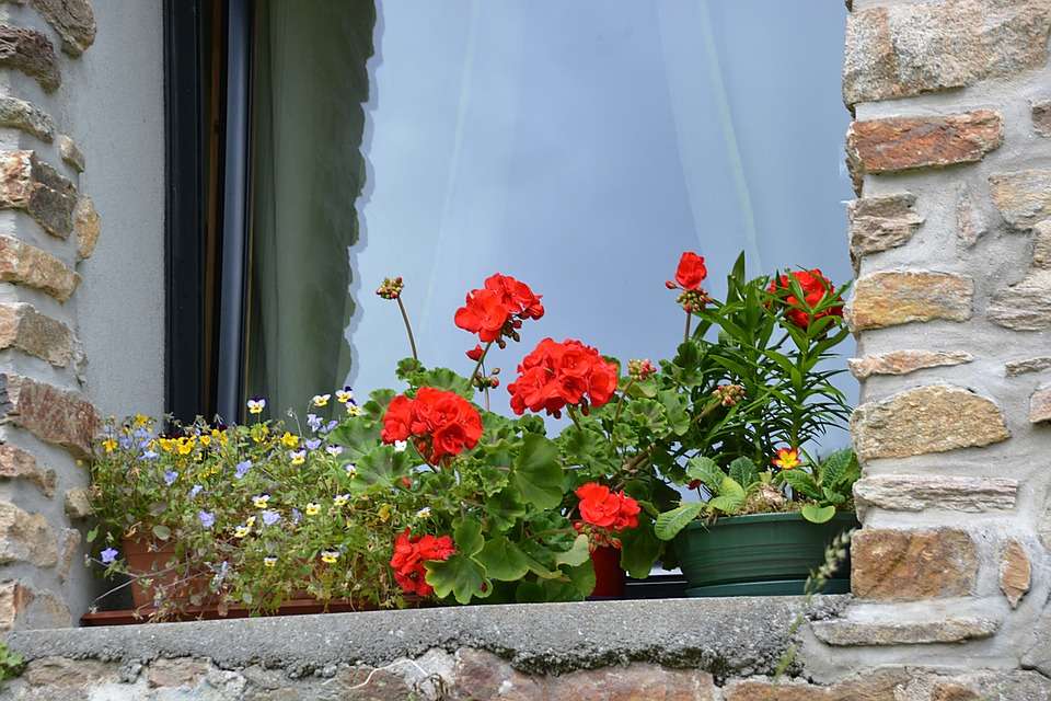 Virágok az ablakpárkányon. kirakós online