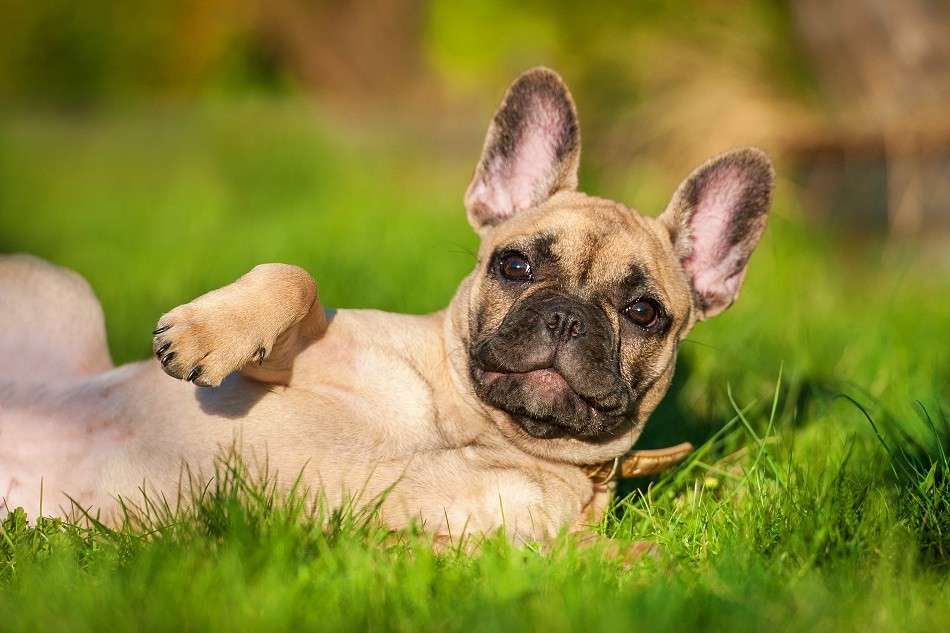 French Bulldog online puzzle